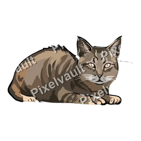 Ginger Domestic Cat