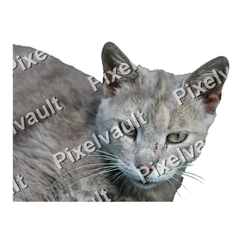 Gray Shorthair Cat Portrait
